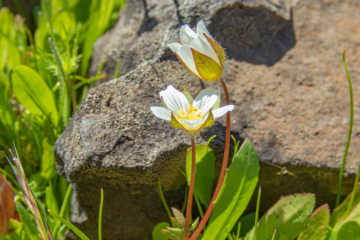 Butte County meadowfoam_CDFW photo.jpg